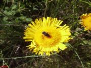 Una abejita libando en la flor