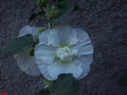 althaea rosea, malva real-Petn
