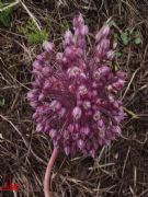 Ajo de oso (Allium ursinum) 