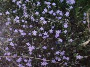 flores en el camino