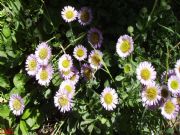 La belleza de nuestros campos