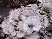 lquenes (Schizophyllum commune)