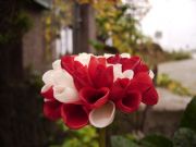 dalia
