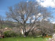 Nogal en Navacepedilla de Corneja