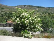 Flor del saco