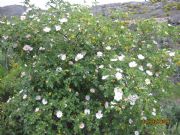 Rosas silvestres