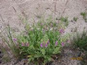 Digitalis purpurea