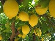 Huerta de Murcia- Limones