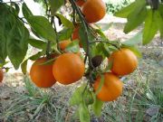 Huerta de Murcia- Mandarinas 