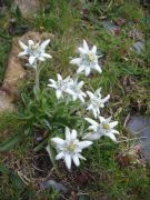 Flor de nieve