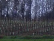 Cultivo de olivos