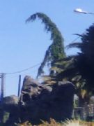 Ciprs caprichoso