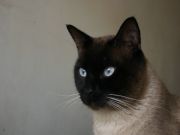 OJAZOS