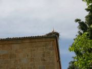 Ciguea en la iglesia de la Vega, Avila
