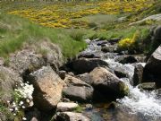 RIO TRUCHERO DE ALTA MONTAA EN AVILA