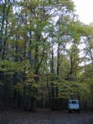 Ruta por el castaar de El Tiemblo. El Tiemblo, vila