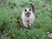 El juego del gato