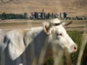 LA VACA Y GARGANTA AL FONDO