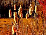 Juncos. Noceda del Bierzo, Le�n
