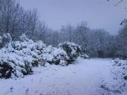 Neve en Rubia