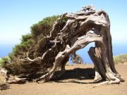 rbol de la Sabina. Isla de El Hierro