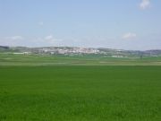 Topares en primavera. Topares, Almer�a
