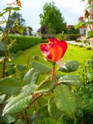 Rosa con lgrimas