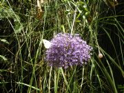 Fauna y flora del r�o Chillar. Nerja, M�laga