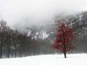 El color del invierno. Panticosa, Huesca