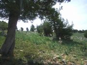 Gamones en primavera. Royuela, Teruel
