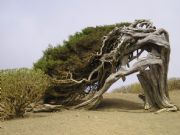 Sabina retorcida por la accin del viento. Isla de El Hierro