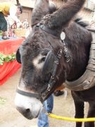 amigo burro