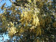Encina en flor
