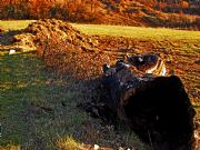 Naturaleza muerta. Noceda del Bierzo, Le�n