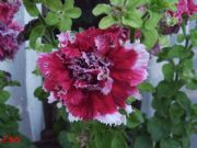 Petunia hybrida doble
