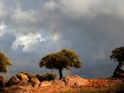 Encinas en Nogales
