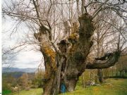 Castao de Pombairios-Rozabales-Manzaneda. Tiene  ms de 2000 aos, se puede ver la diferencia entre entre l y el hombre