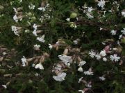 Tupido manto de flores en el camino