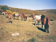 Caballos paciendo cerca de un piornal (La Herguijuela)