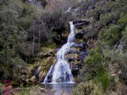 Fervenza