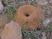 las hormigas limpian la casa
