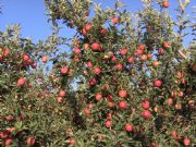 Frutos del campo. Castellnou de Seana, Lrida