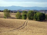 Campos de siembra