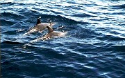 Tenerife, delfines en el mar