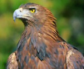 guila perdicera