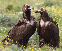 Buitres negros en Monfrag�e