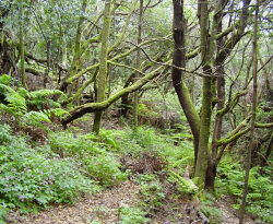 Parque Nacional de Garajonay, La Gomera