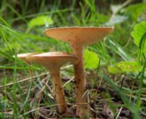 Micología y recogida de setas
