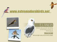 Elanus. Servicio de guas de naturaleza. Trujillo, Cceres